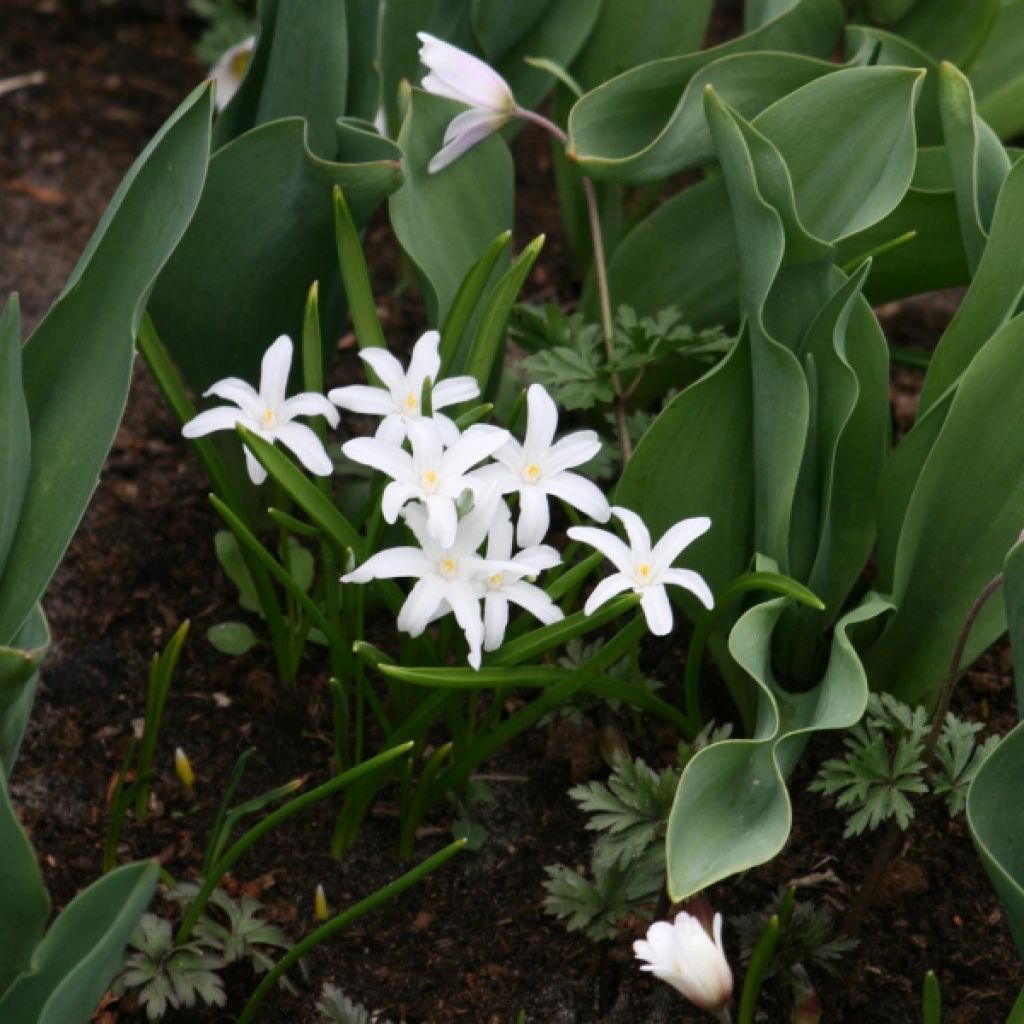 Chionodoxa luciliae Alba - Schneestolz