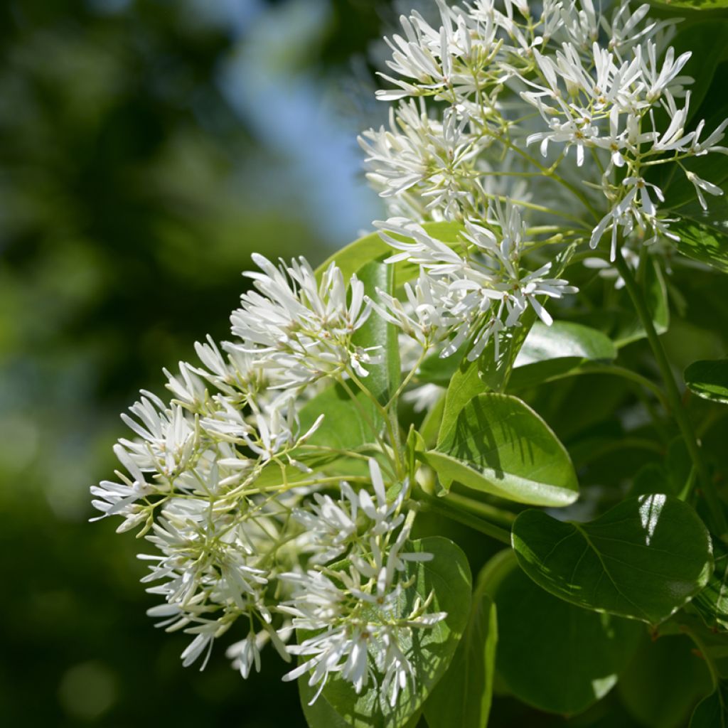 Chionanthus retusus - Chinesischer Schneeflockenstrauch