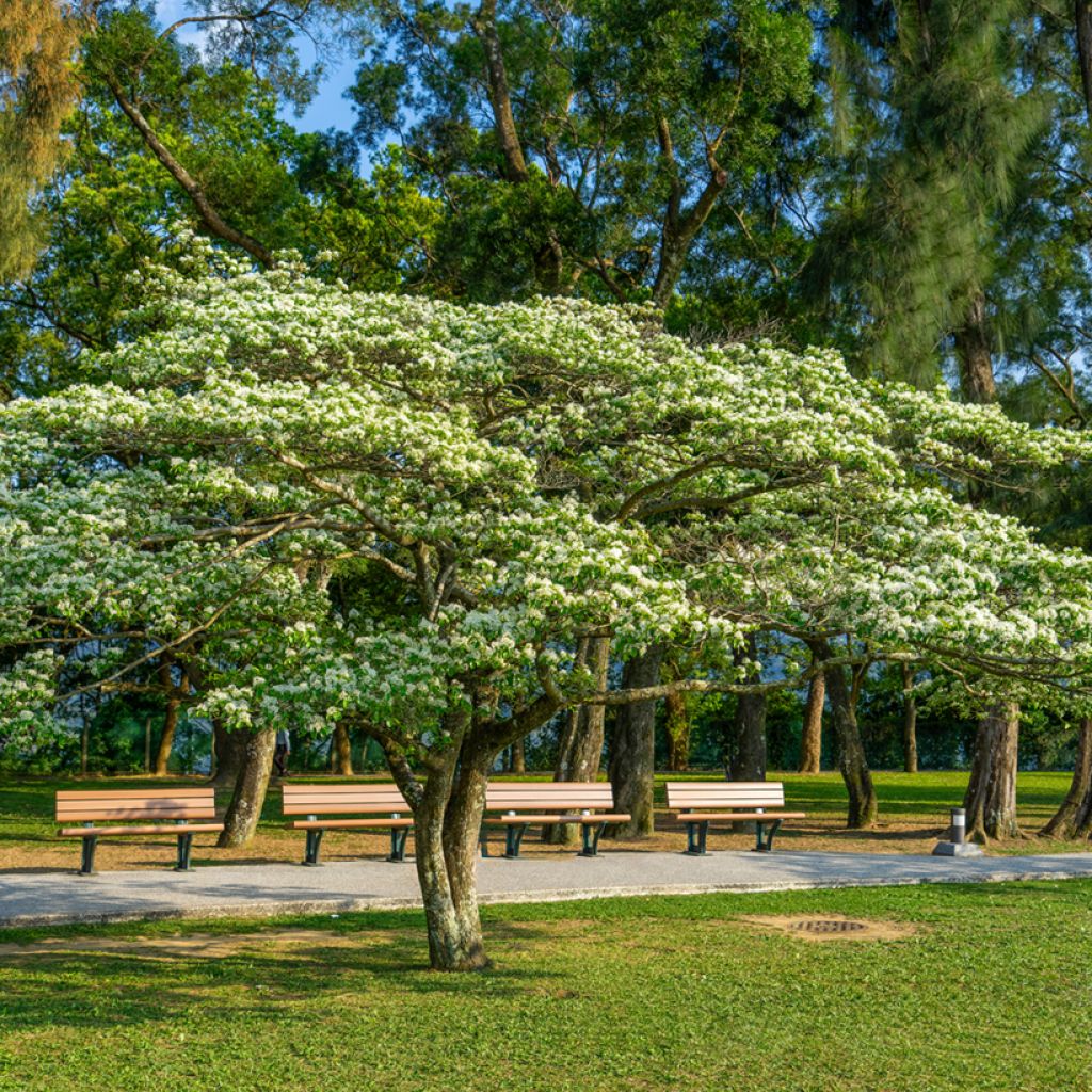 Chionanthus retusus - Chinesischer Schneeflockenstrauch