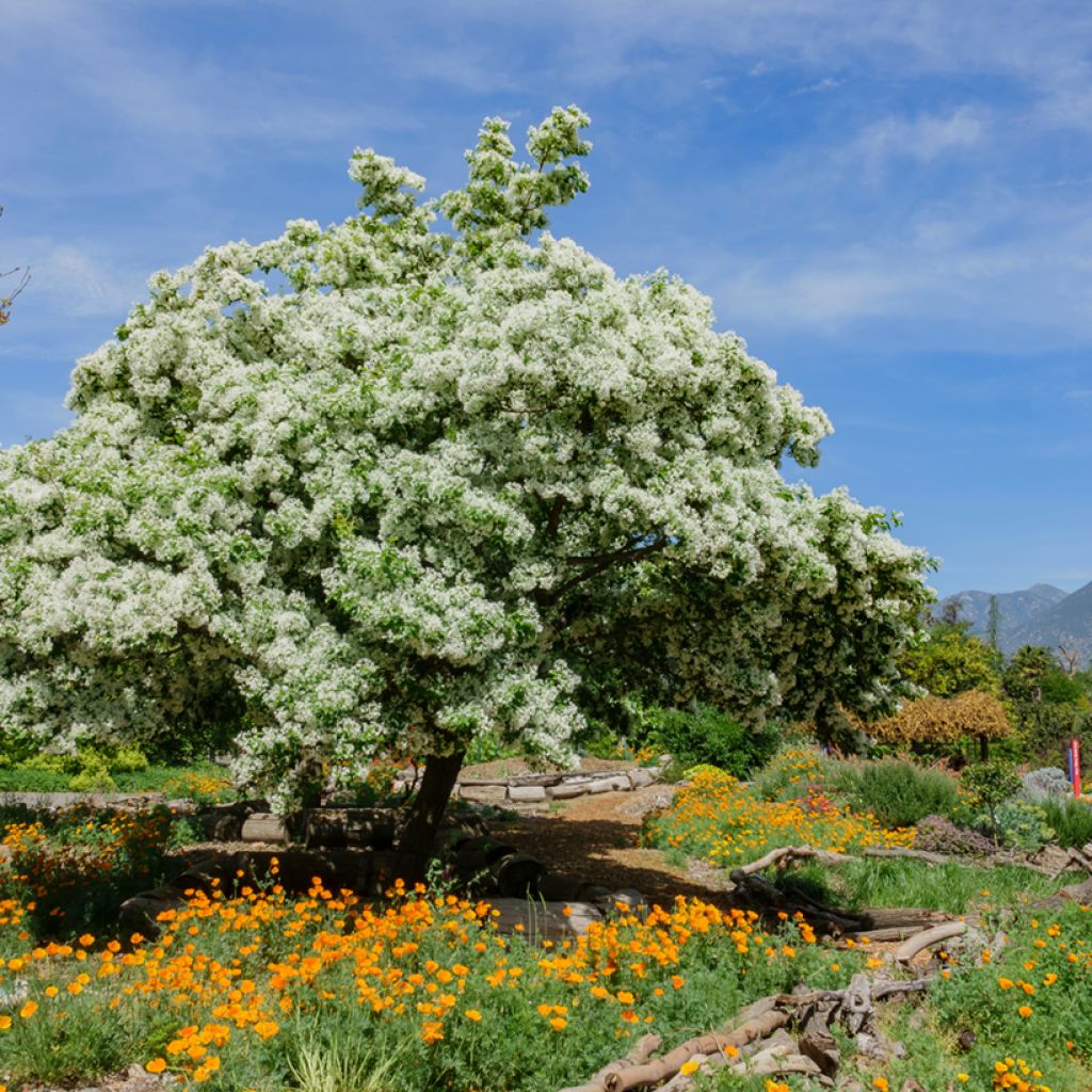 Chionanthus virginicus - Virginischer Schneeflockenstrauch