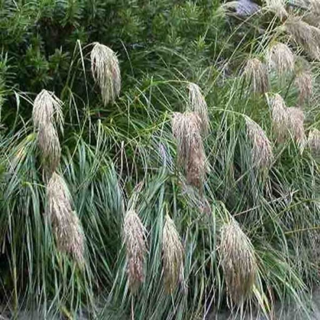 Chionochloa flavicans - Gelbliches Schneegras