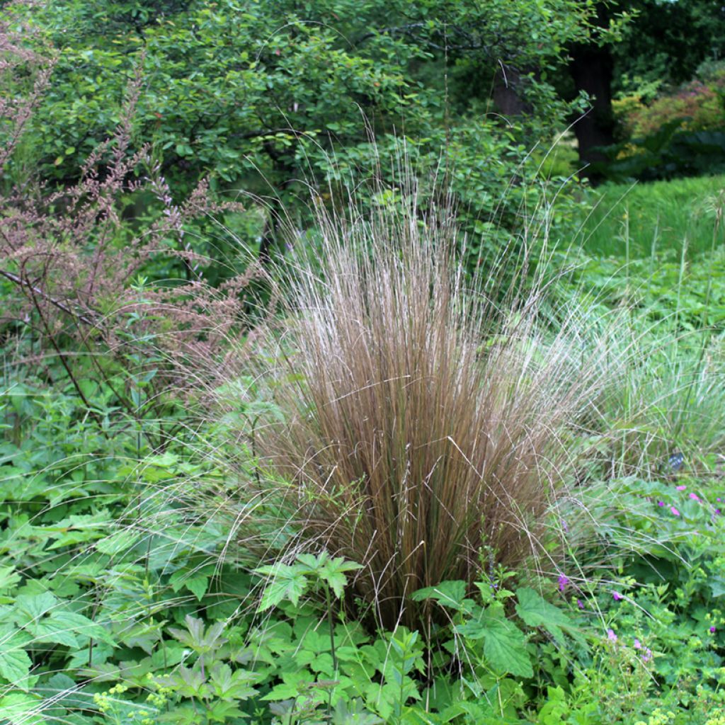 Chionochloa rubra - Tussock-Gras