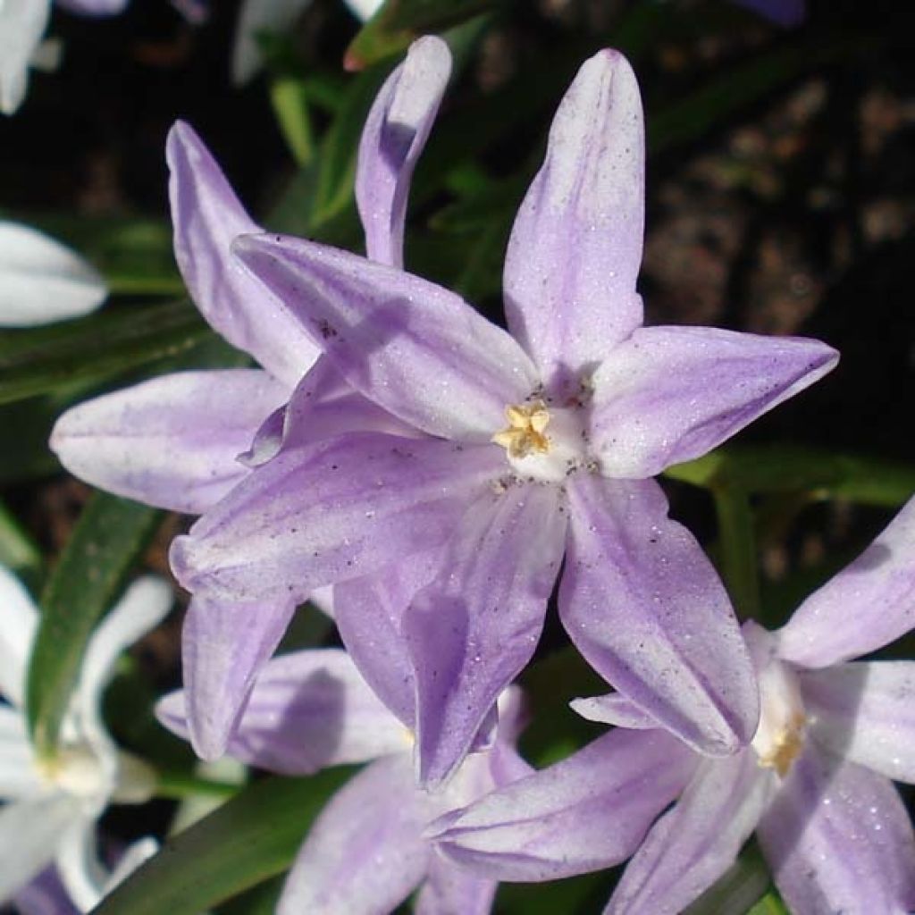 Chionodoxa forbesii Violet Beauty - Schneestolz