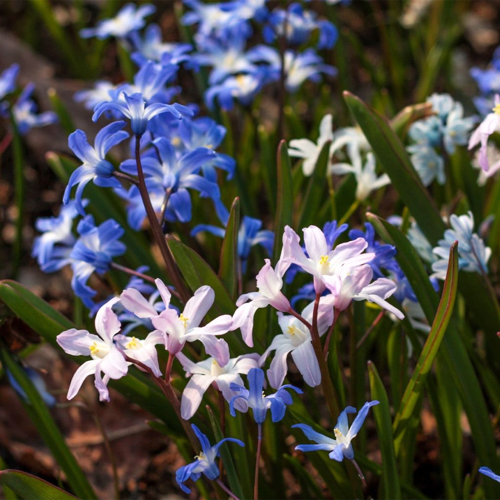 Chionodoxa forbesii Mix - Schneestolz