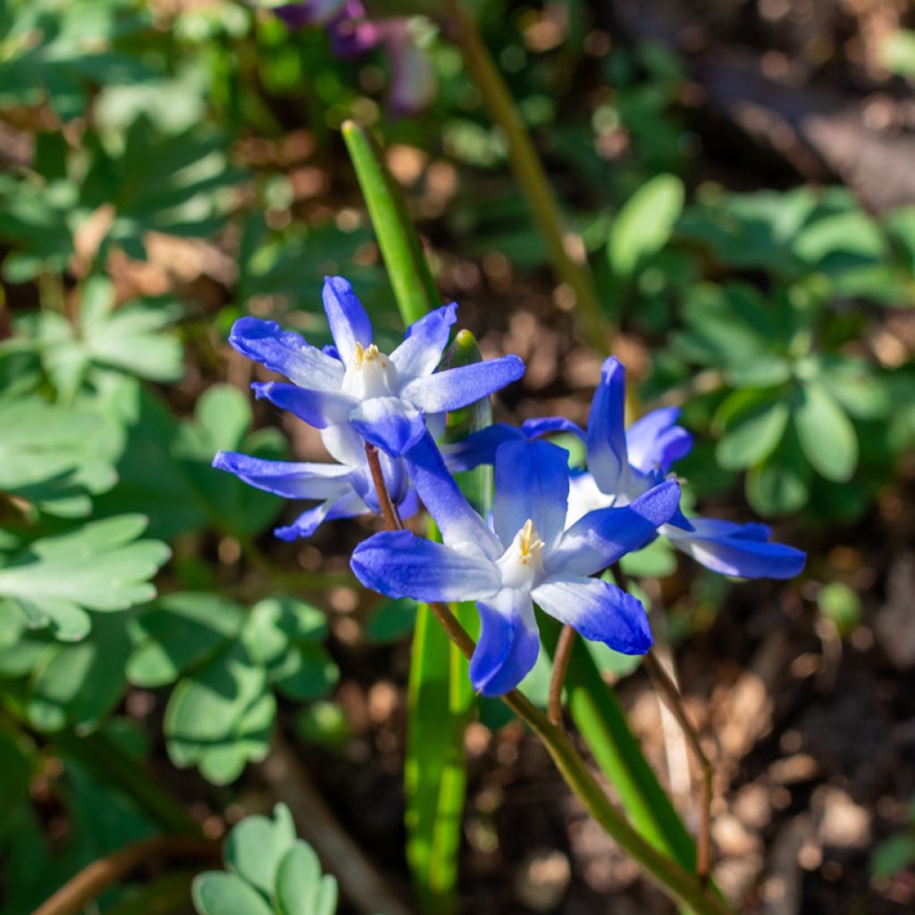 Chionodoxa forbesii Blue Giant