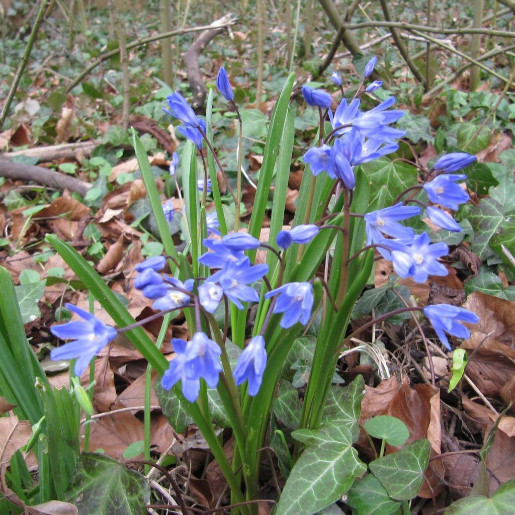 Chionodoxa forbesii - Schneestolz