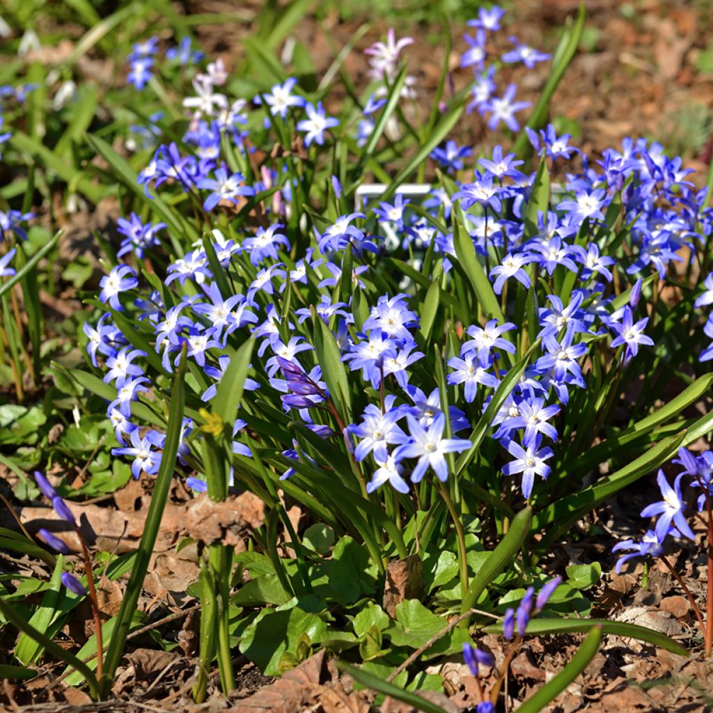 Chionodoxa forbesii - Gloire des Neiges