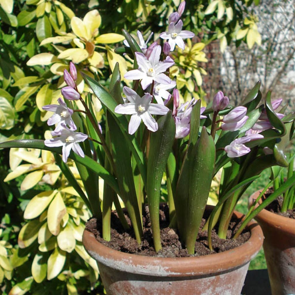 Chionodoxa forbesii Pink Giant