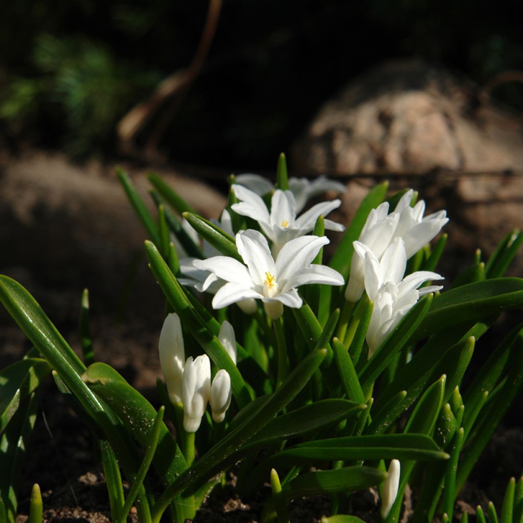 Chionodoxa luciliae Alba