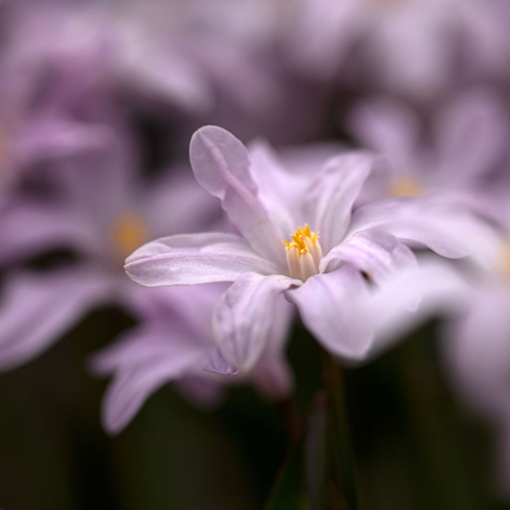 Chionodoxa luciliae Rosy Queen - Gloire des Neiges