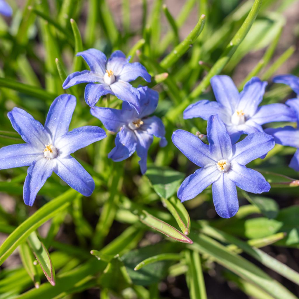 Chionodoxa sardensis - Gloire des neiges