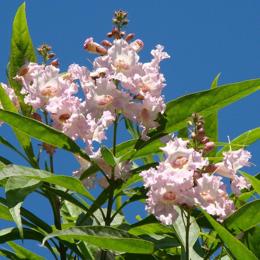 Chitalpa tashkentensis Summer Bells - Baumoleander