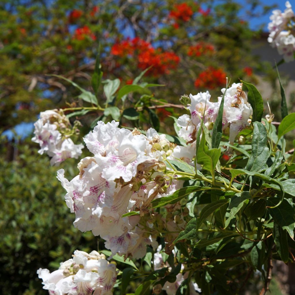 Chitalpa tashkentensis - Baumoleander