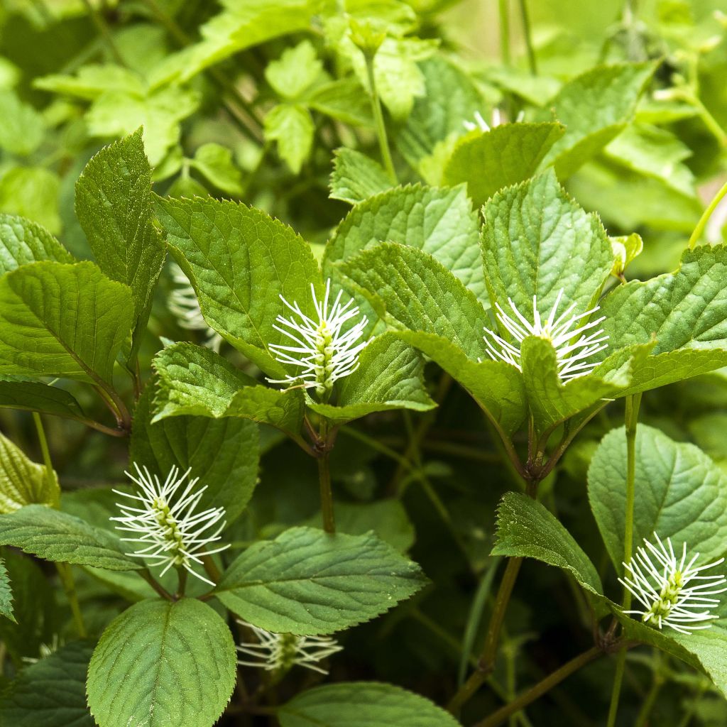 Chloranthus fortunei