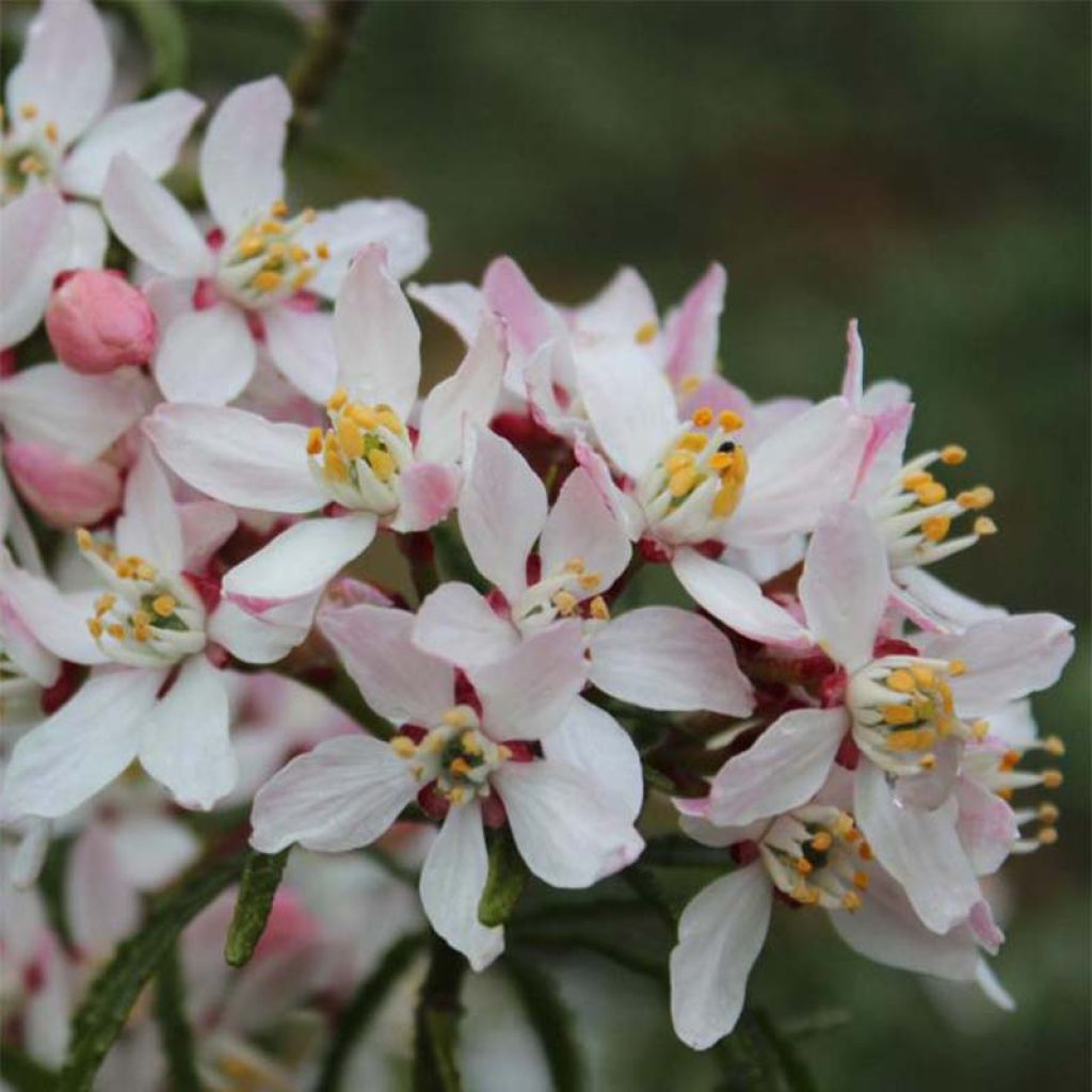 Orangenblume Apple Blossom - Choisya ternata