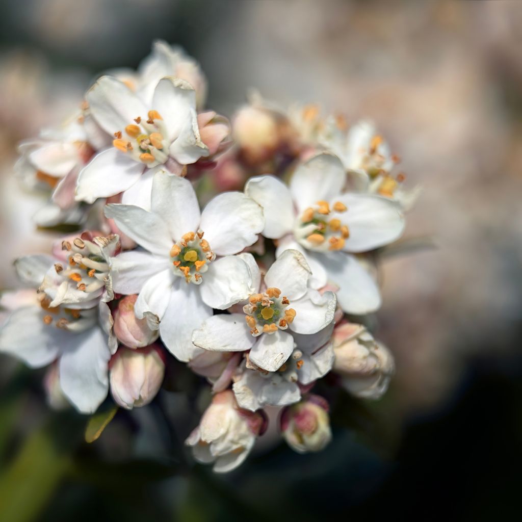 Orangenblume Aztec Pearl - Choisya ternata