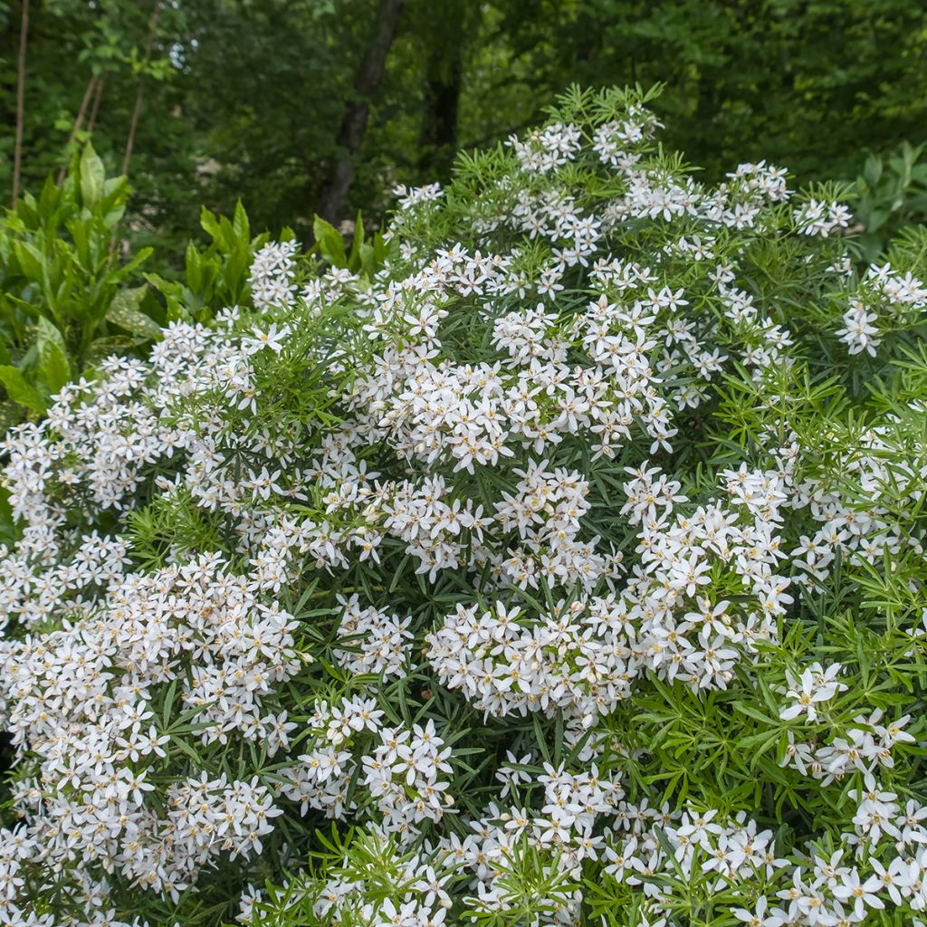 Orangenblume Aztec Pearl - Choisya ternata