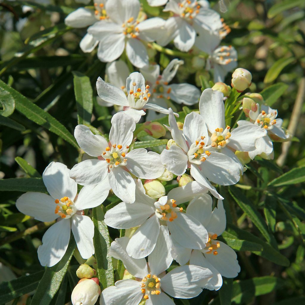 Orangenblume White Dazzler - Choisya ternata