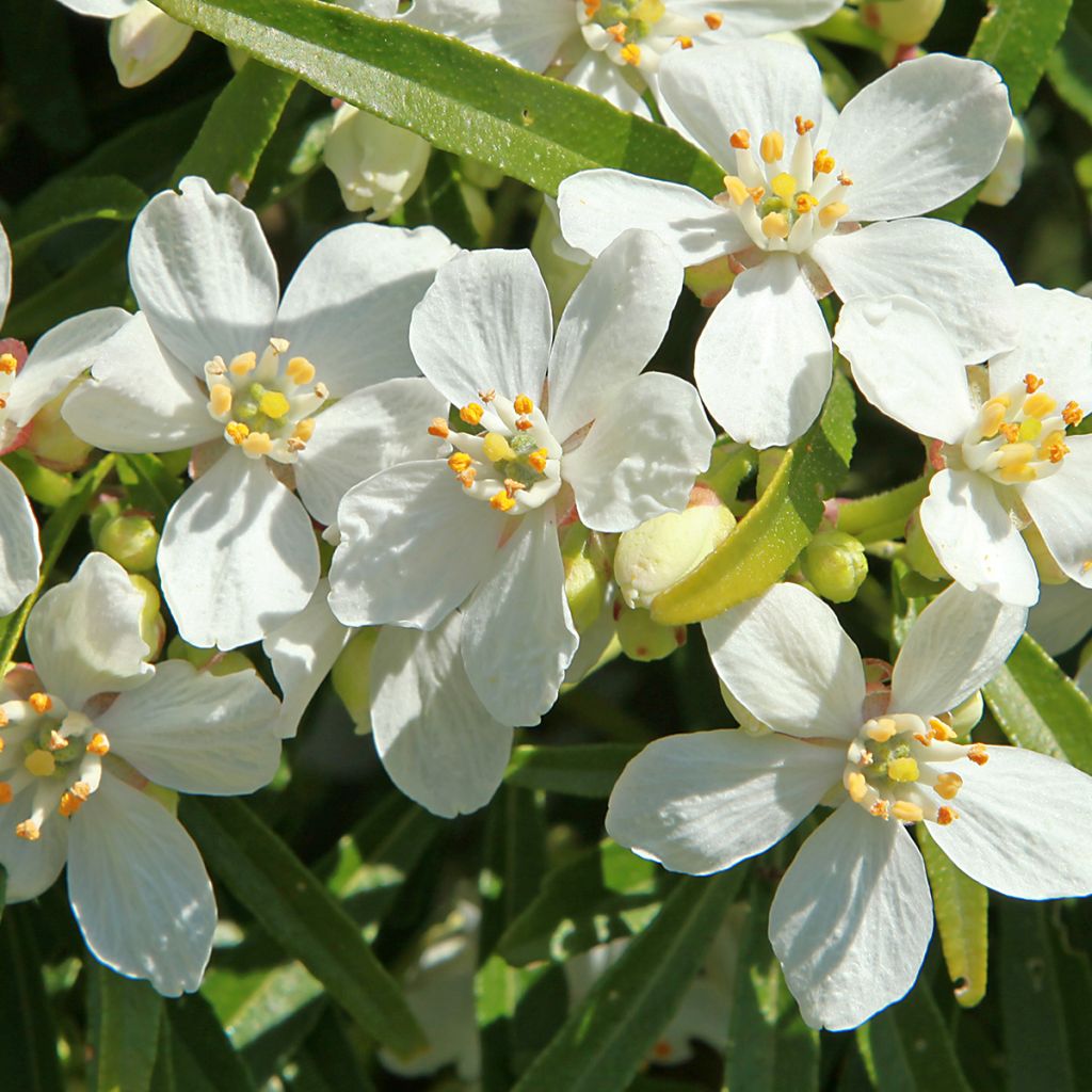 Orangenblume White Dazzler - Choisya ternata