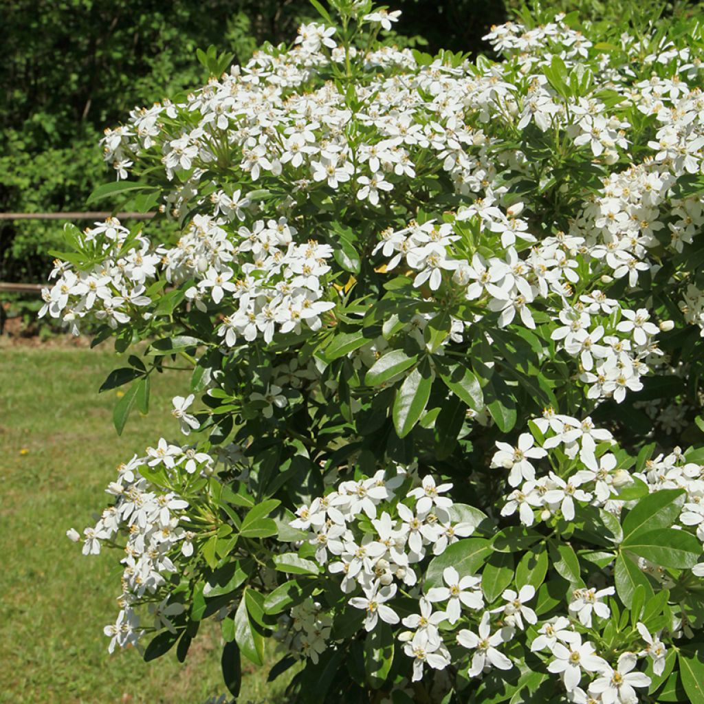 Orangenblume - Choisya ternata