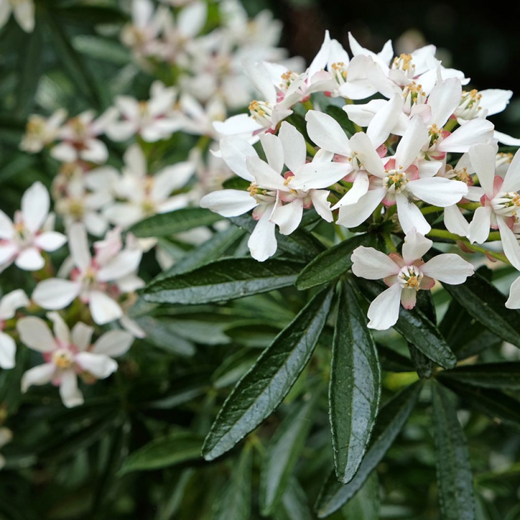 Orangenblume Snow Flurries - Choisya ternata