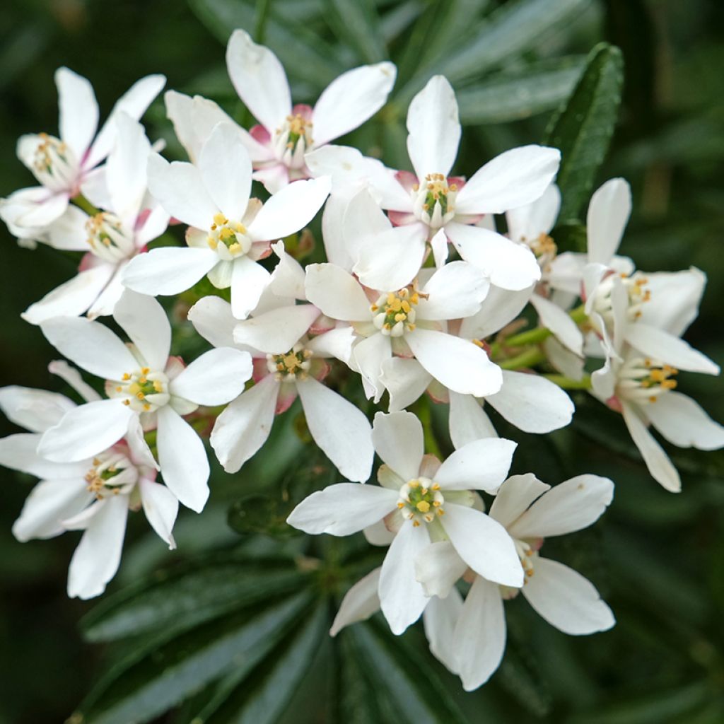 Orangenblume Snow Flurries - Choisya ternata