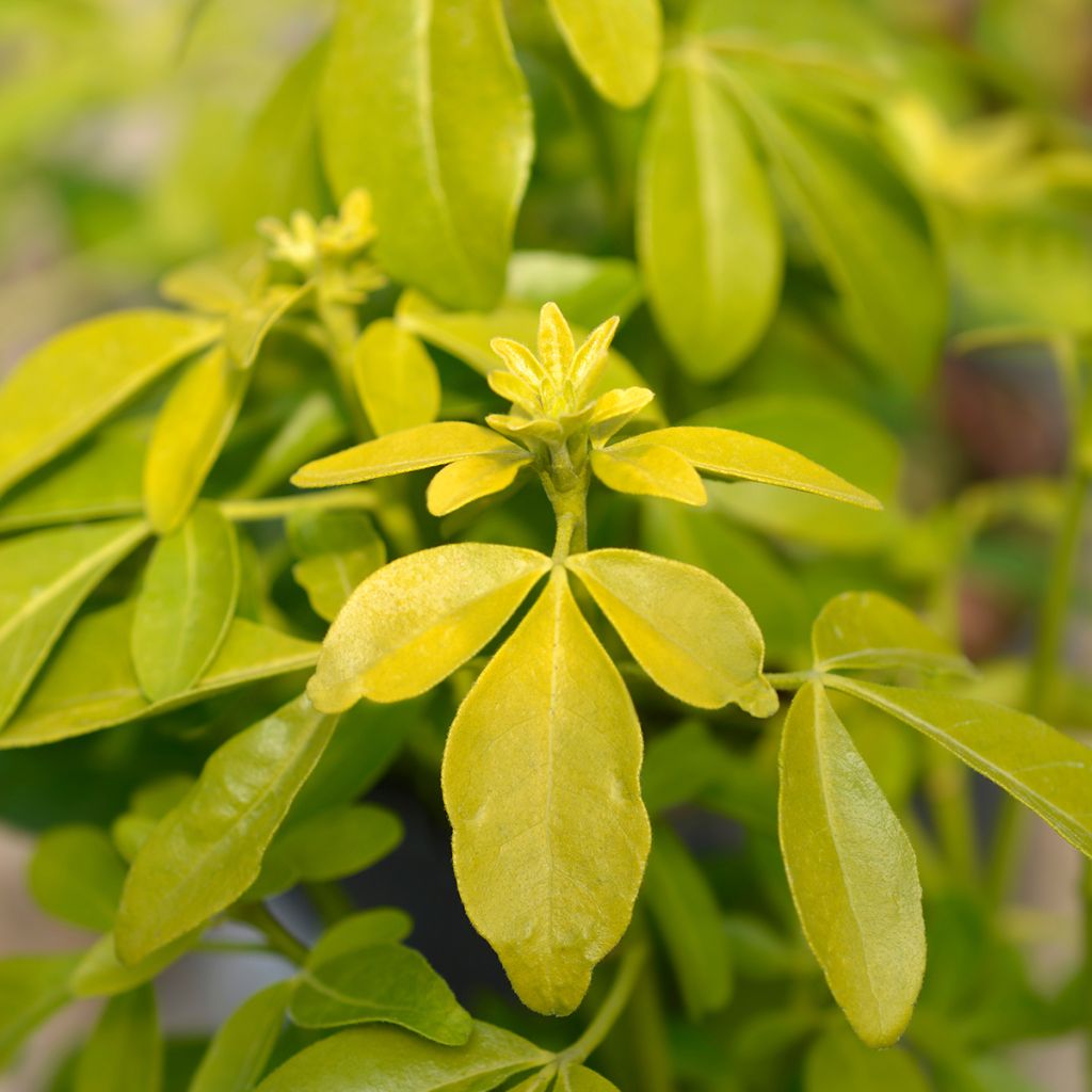 Orangenblume Sundance - Choisya ternata