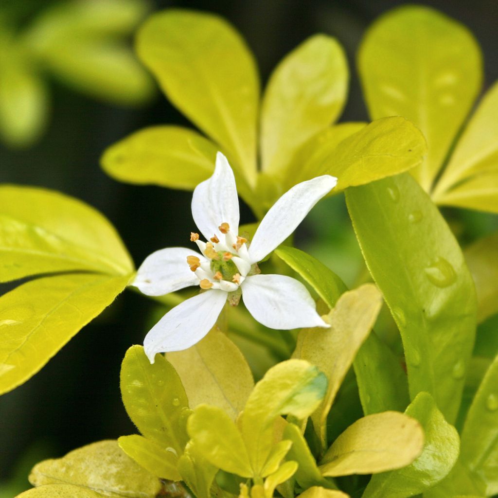 Orangenblume Sundance - Choisya ternata