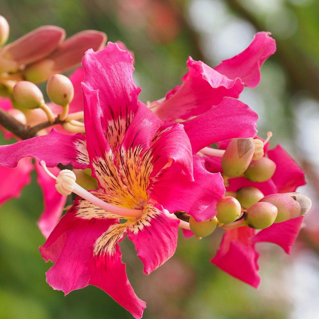 Ceiba speciosa - Florettseidenbaum