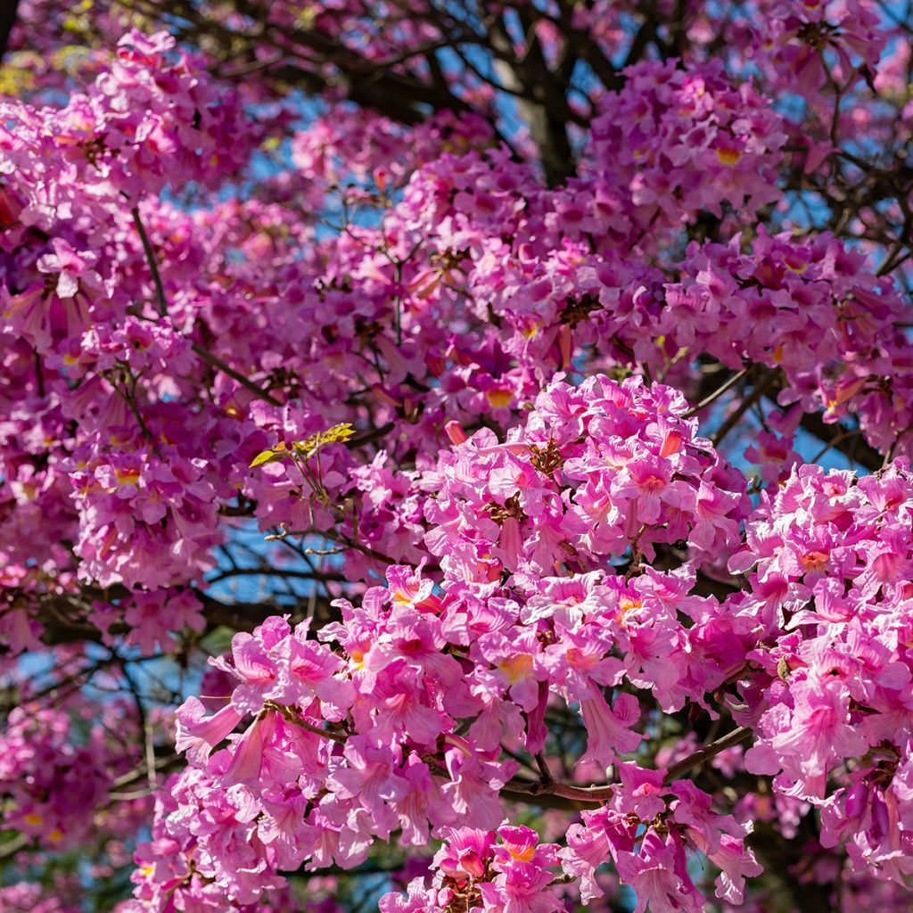 Chorisia ou Ceiba speciosa - Faux Kapokier, Arbre bouteille