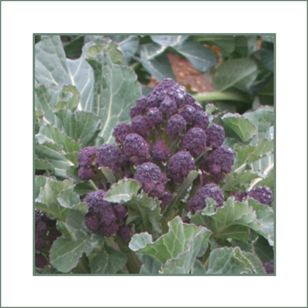 Chou Brocoli Red Fire F1