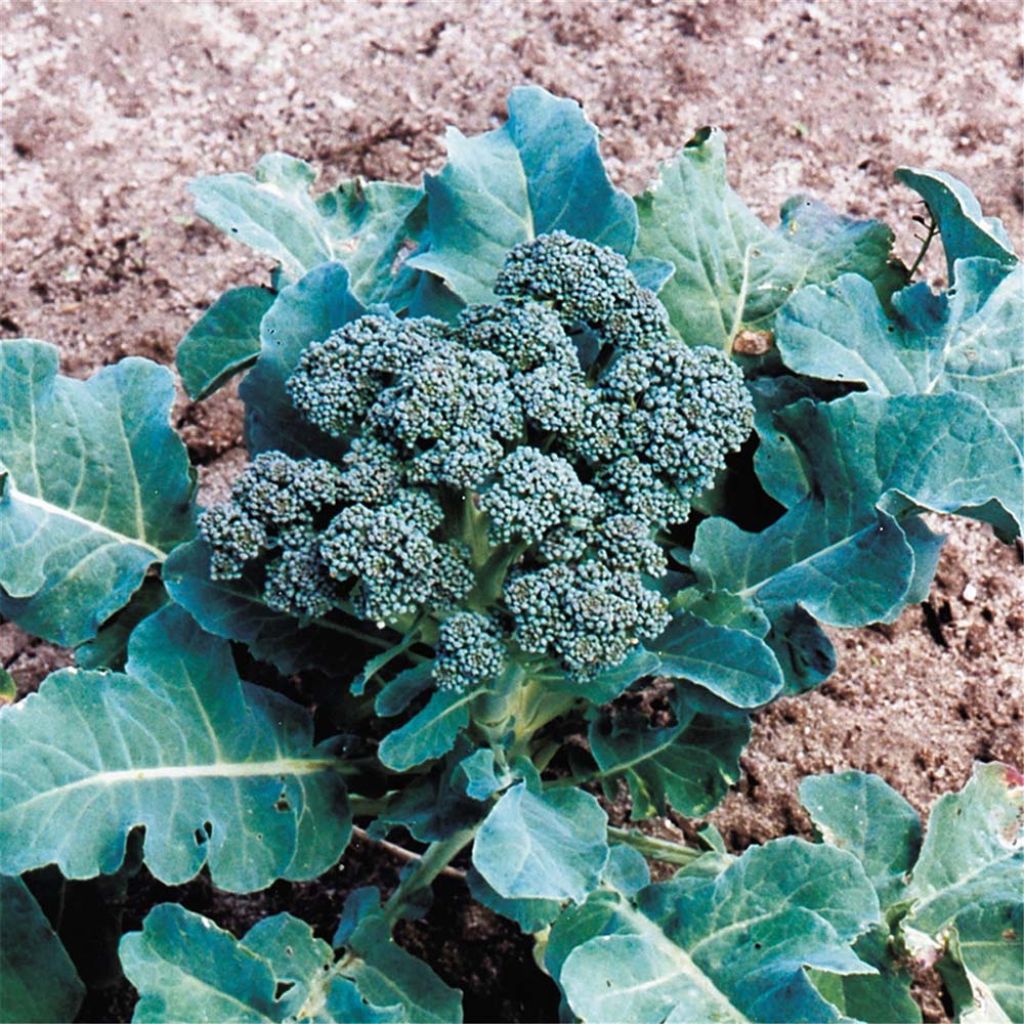 Chou Brocoli à jets Sessantina Bio - Ferme de Sainte Marthe