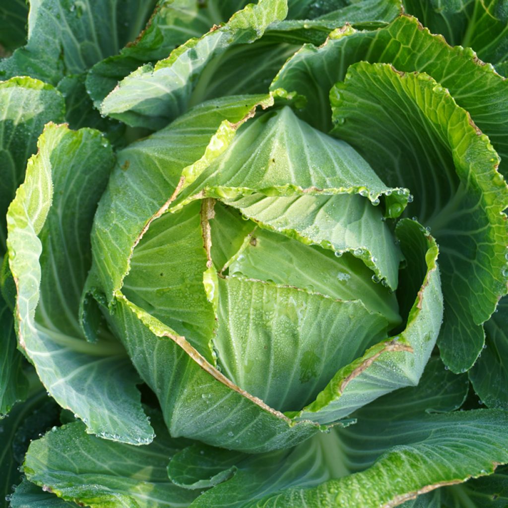 Kopfkohl de Langedijker bewaar - Langedijk