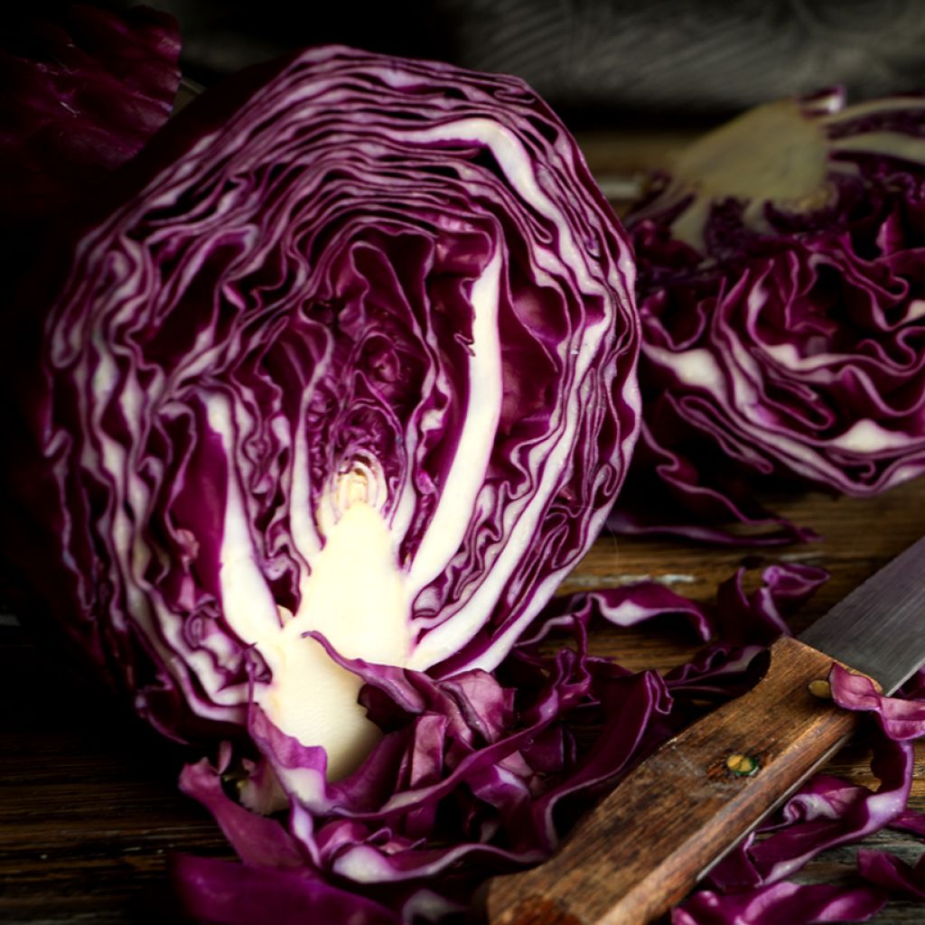 Rotkohl Ruby Ball F1