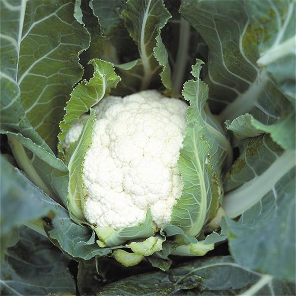 Blumenkohl Early Snowball - Ferme de Sainte Marthe