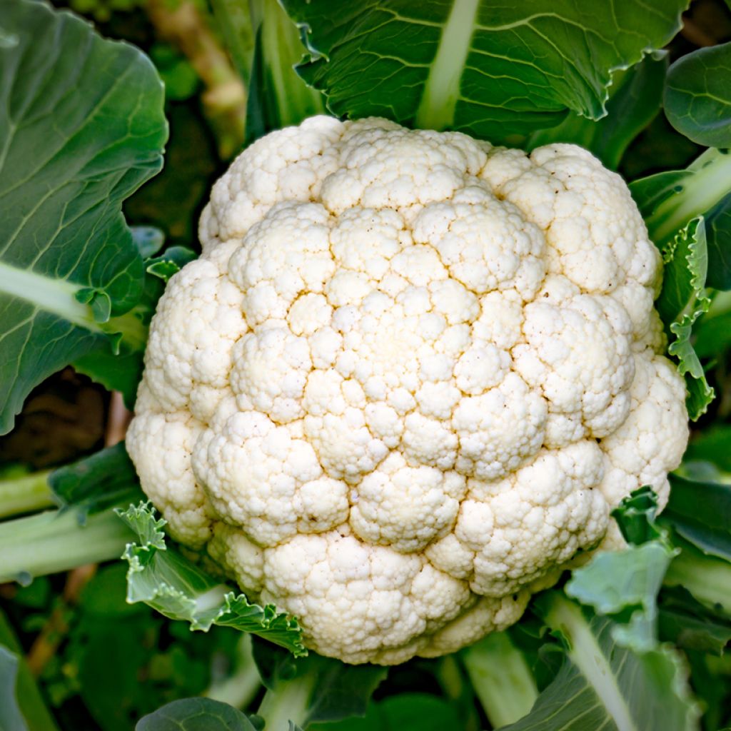 Blumenkohl Early Snowball - Ferme de Sainte Marthe