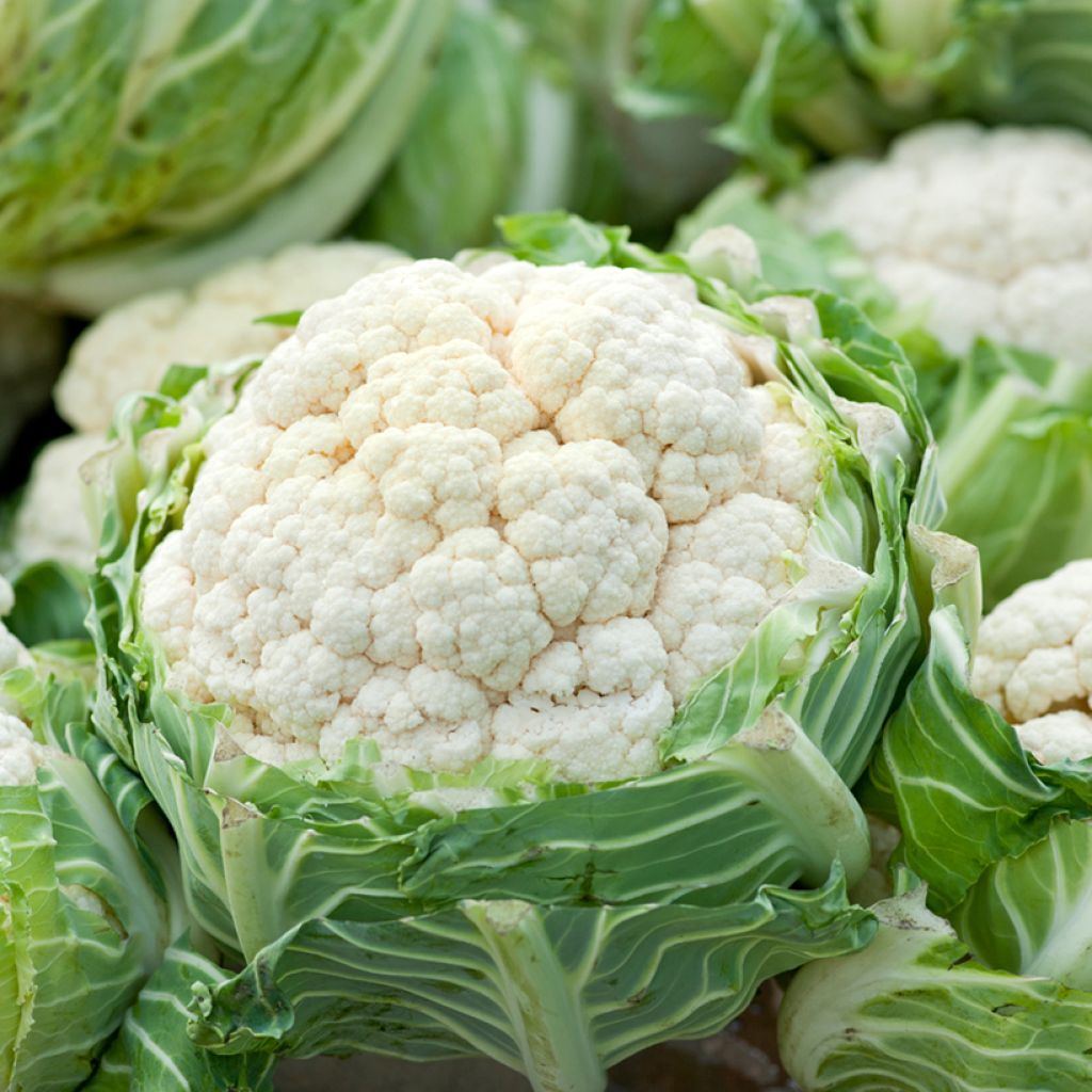 Blumenkohl Extra-Hâtif d'Angers - Ferme de Sainte Marthe