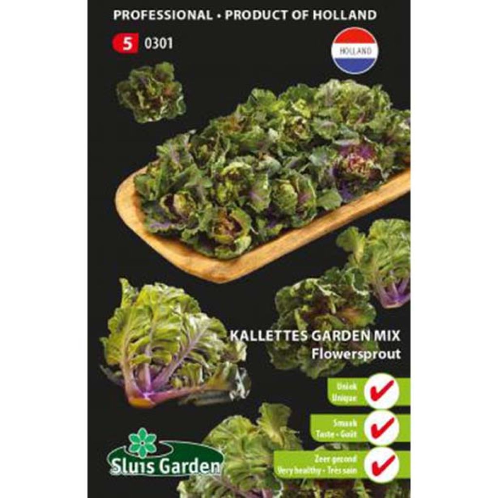 Rosenkohl Kalettes Flower Sprout - Kalettes Garden Mix