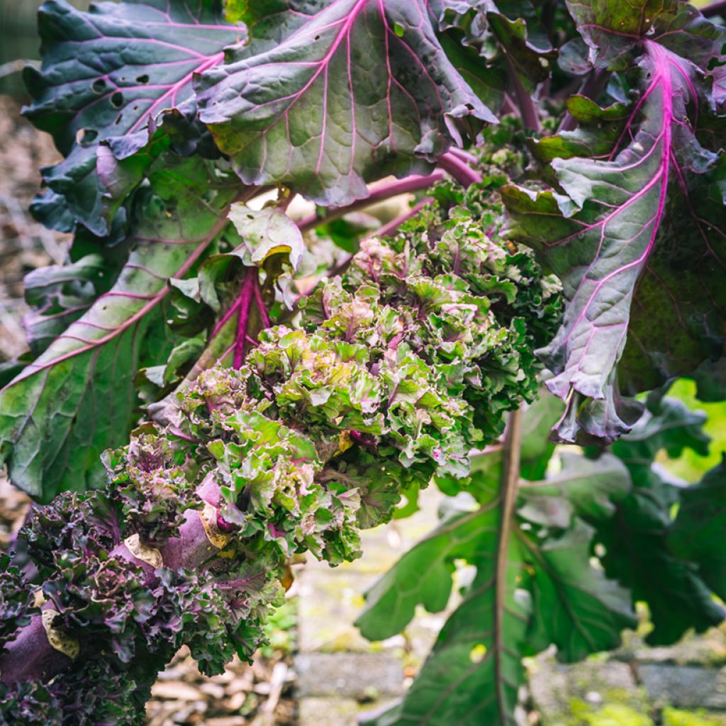 Rosenkohl Kalettes Flower Sprout - Kalettes Garden Mix