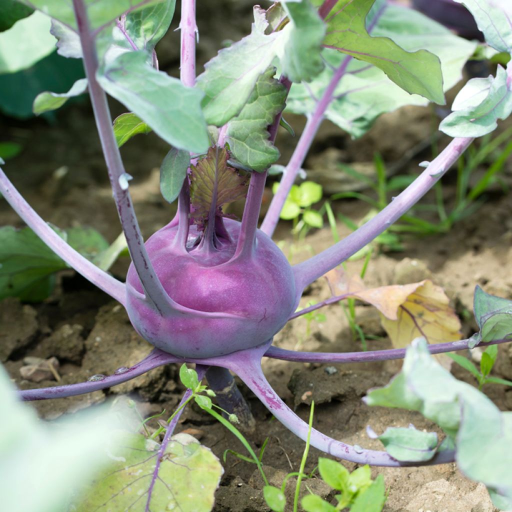 Kohlrabi Kolibri F1