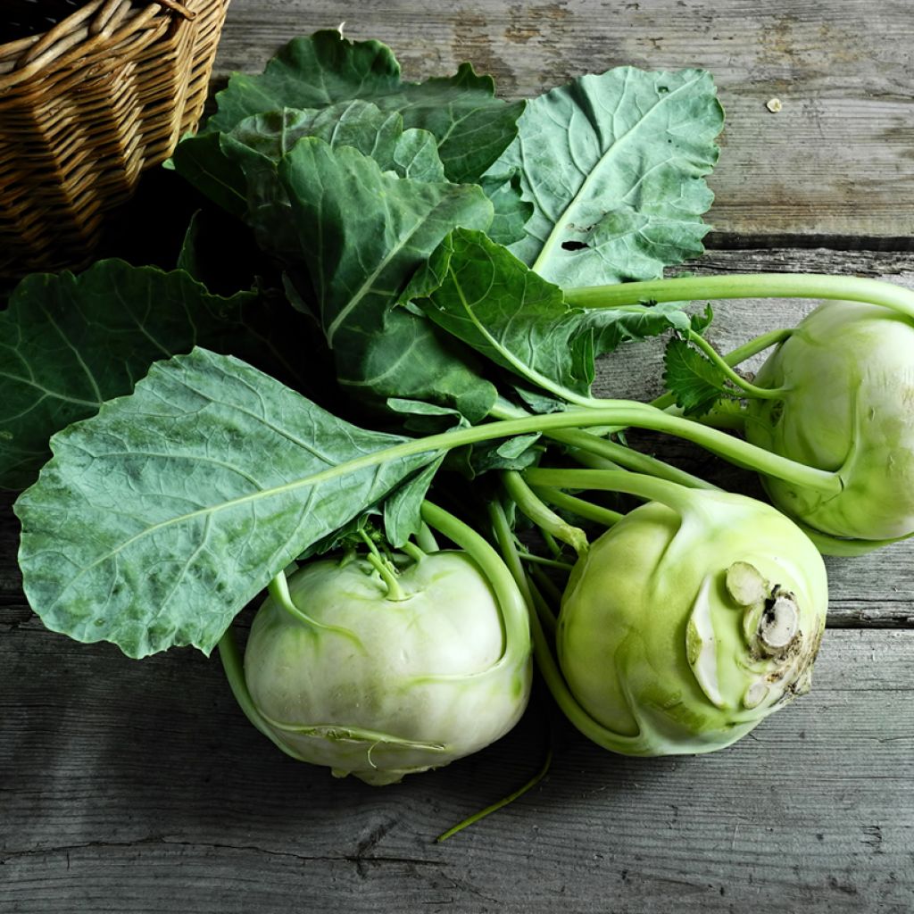 Kohlrabi hâtif de Vienne - Vilmorin