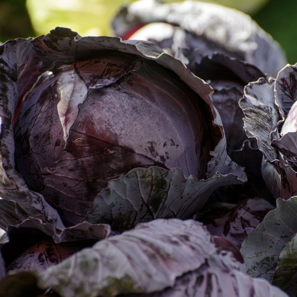 Rotkohl Tête Noire