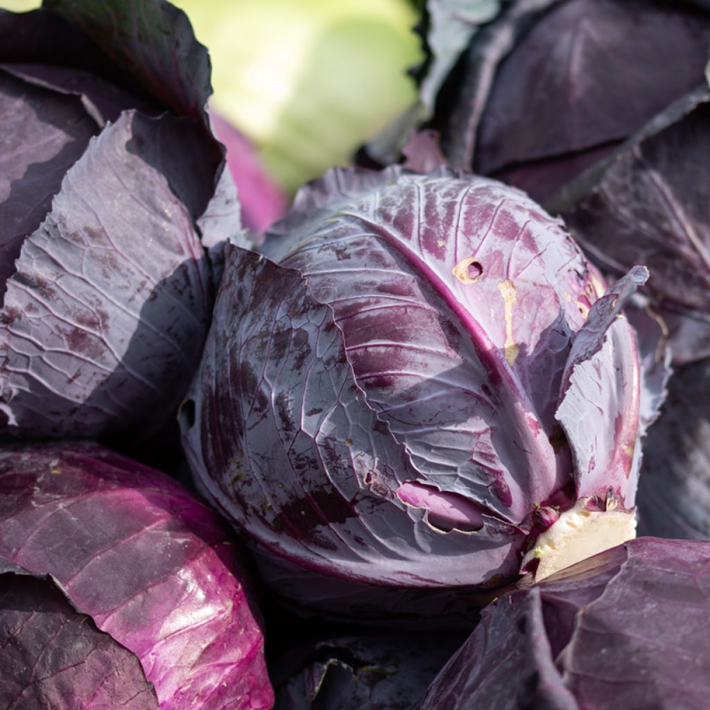 Rotkohl Tête Noire 3 (BIO Samen)