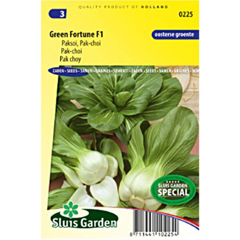 Chou de Chine Pak Choi Green Fortune F1 - Brassica campestris