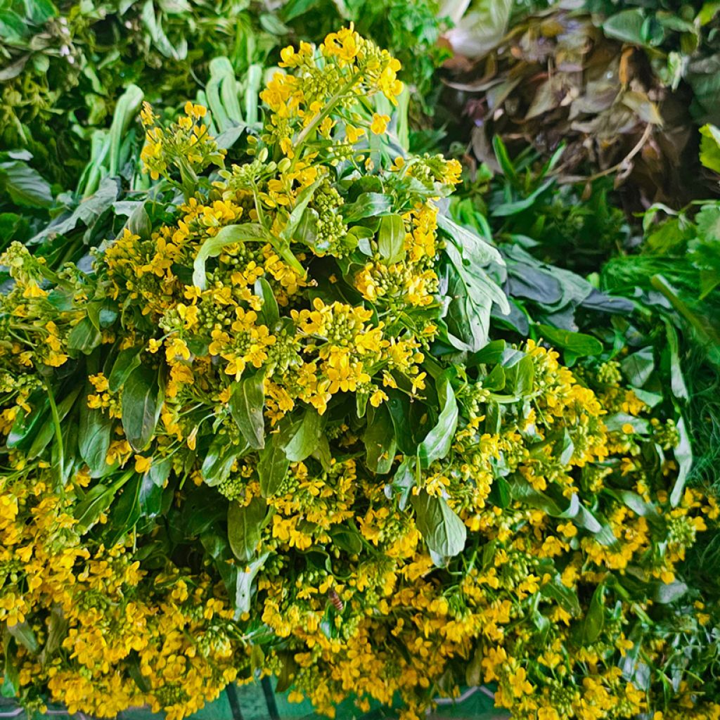 China-Kohl parachinensis