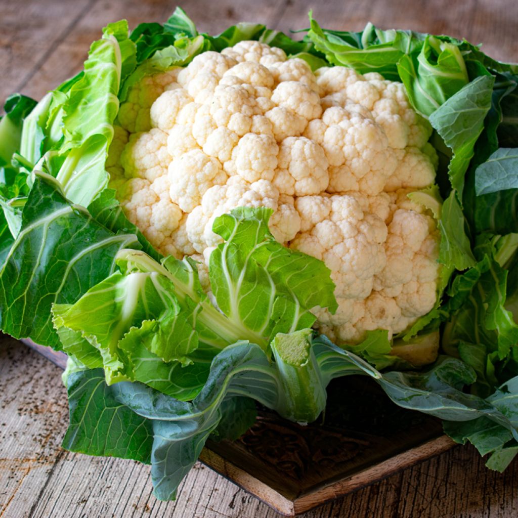 Blumenkohl Extra-Hâtif d'Angers