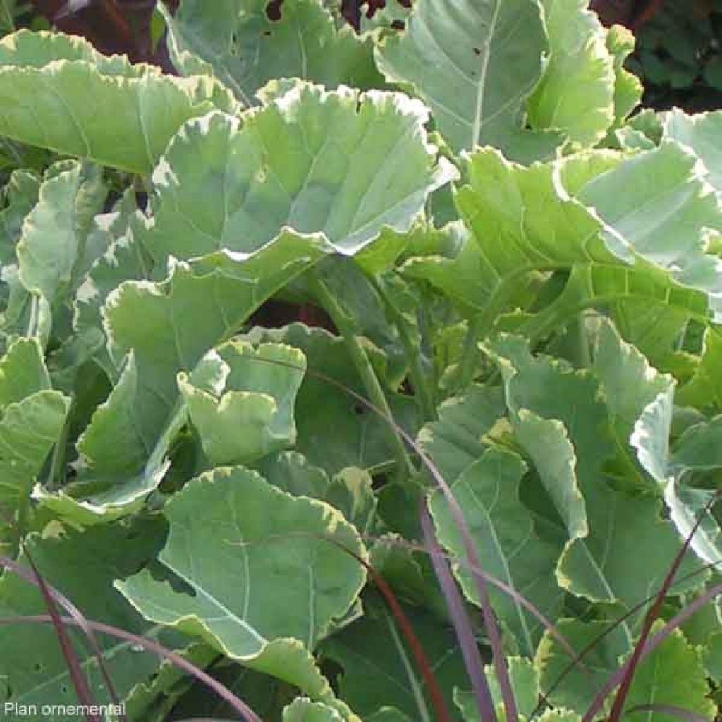 Brassica oleracea Popof