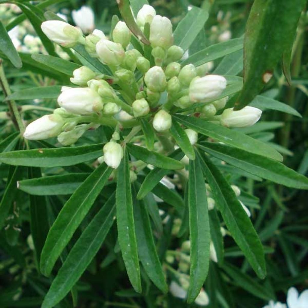 Orangenblume Aztec Pearl - Choisya ternata