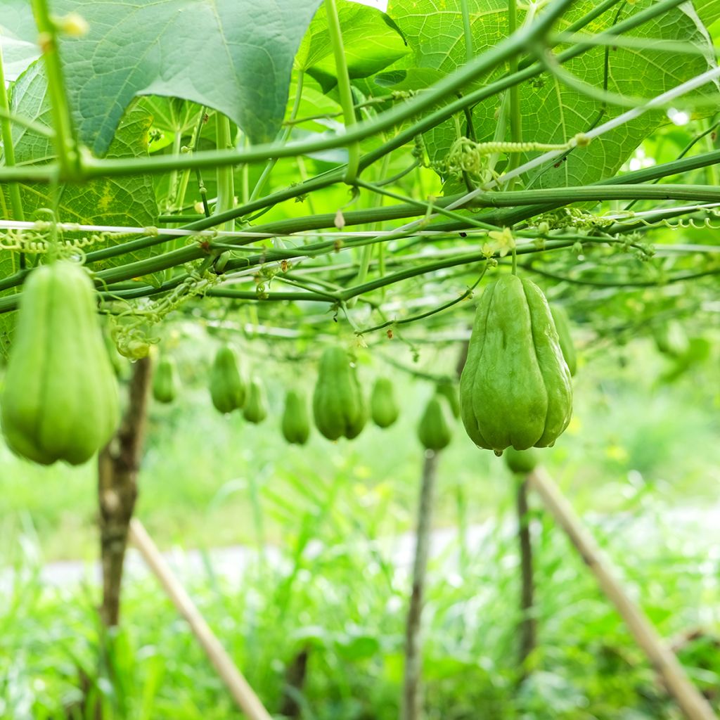 Chayote - Sechium edule