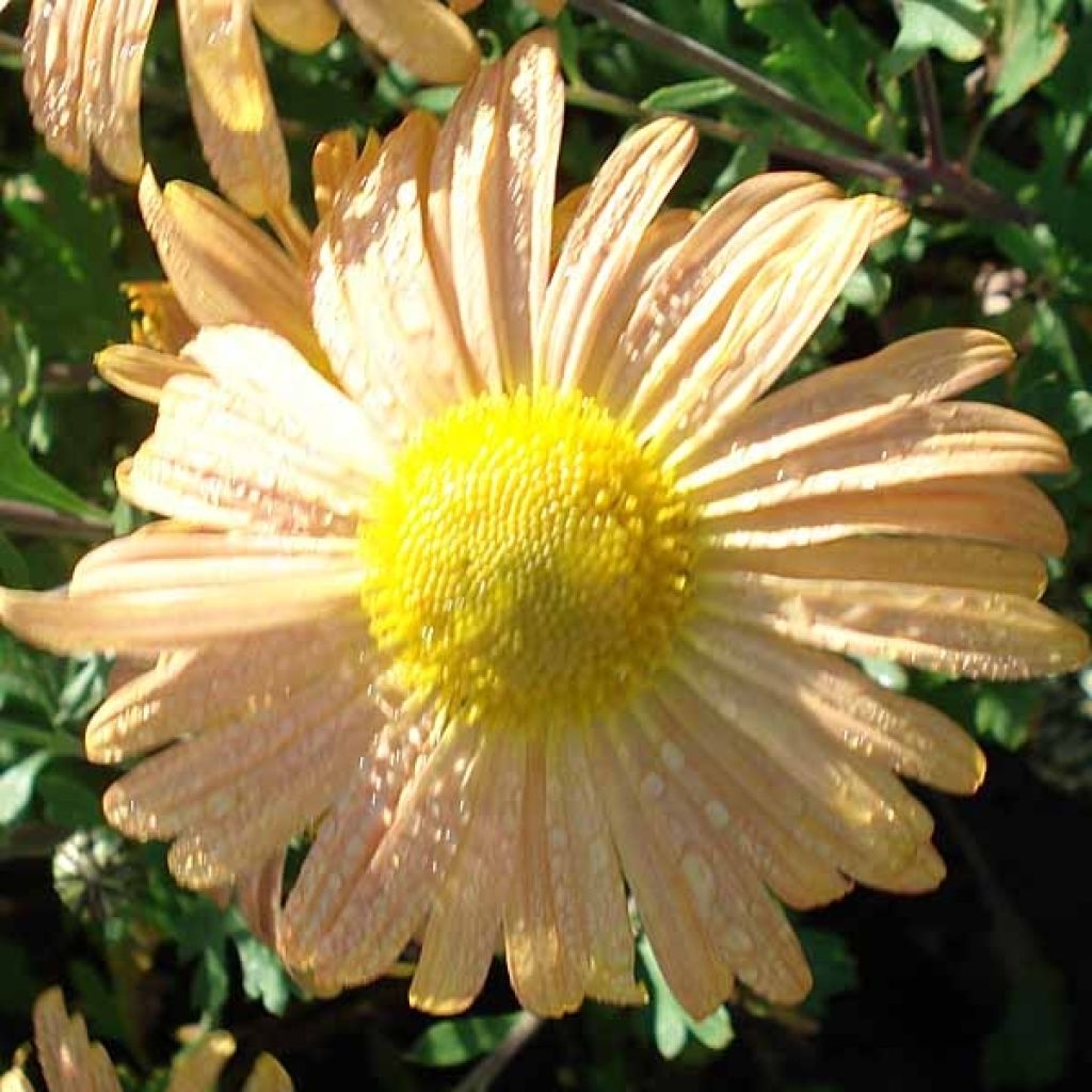 Chrysanthemum rubellum Mary Stoker - Herbst-Chrysantheme